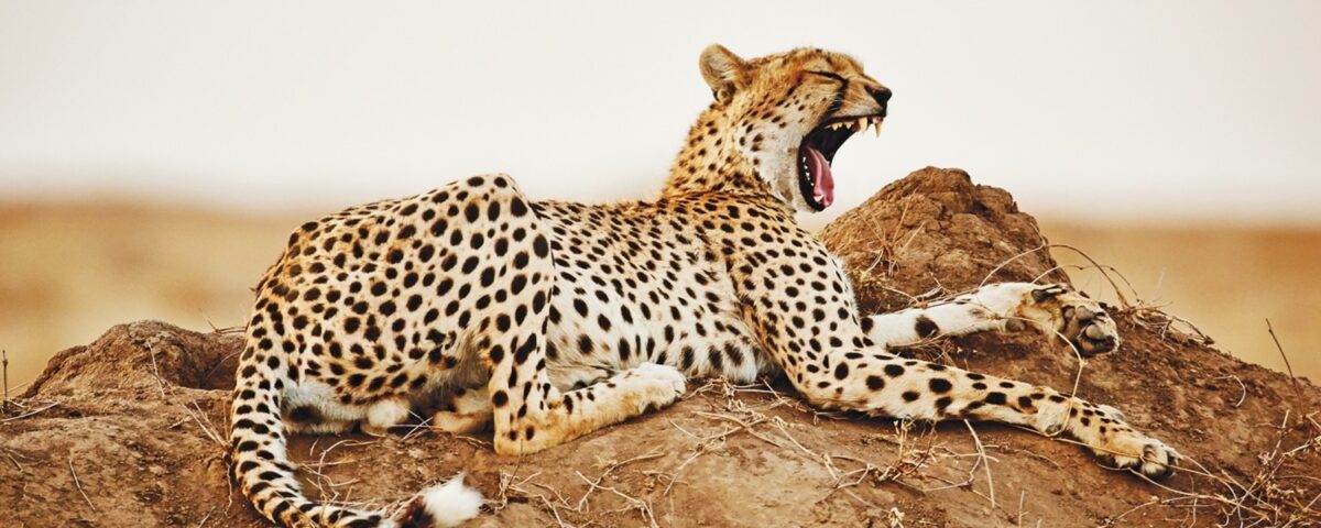 10-Day Tanzania Wildlife Safari