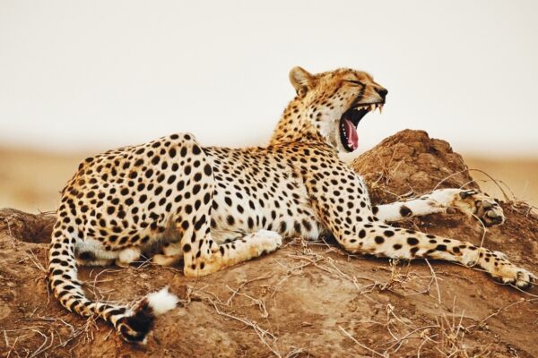 10-Day Tanzania Wildlife Safari