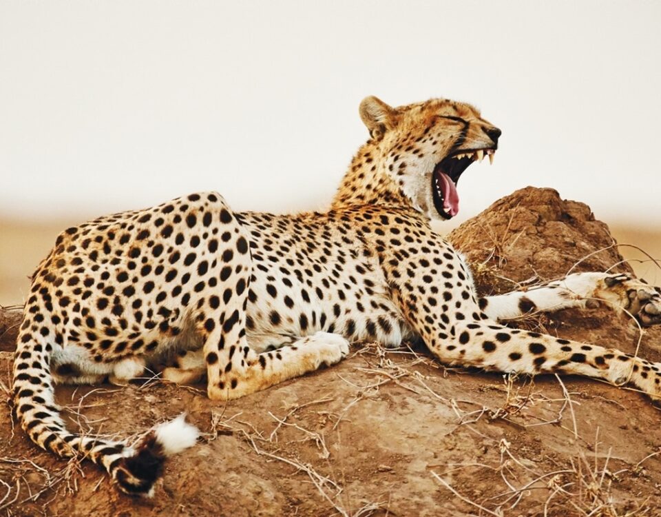 10-Day Tanzania Wildlife Safari