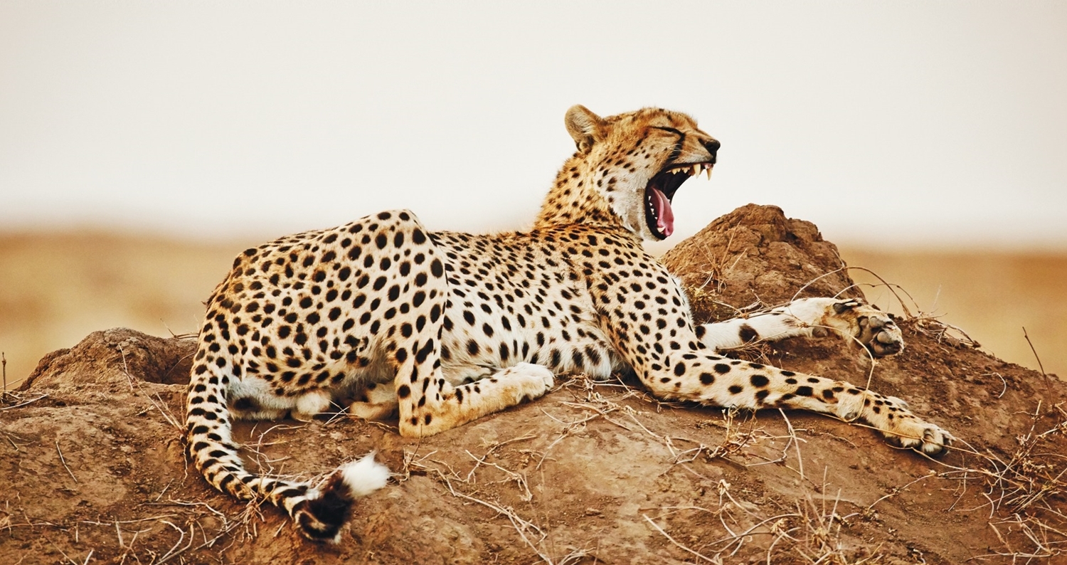 10-Day Tanzania Wildlife Safari