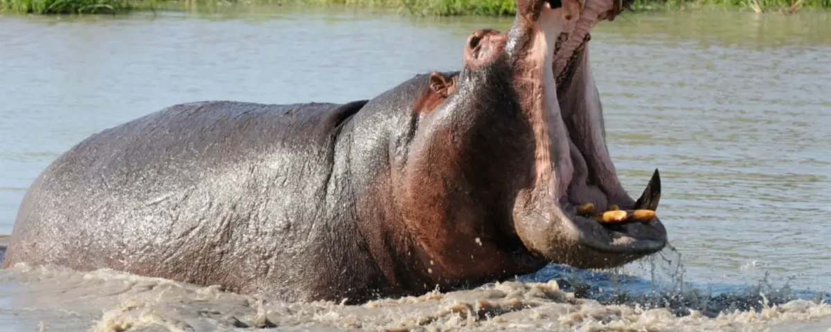 10 Days Uganda Safari Experience