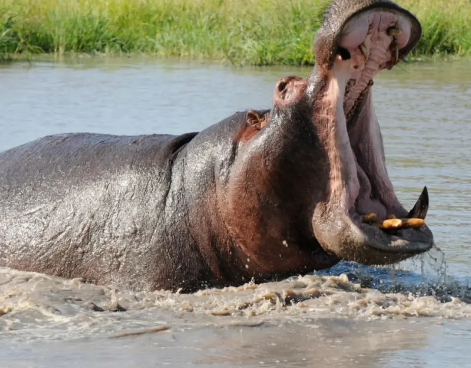 10 Days Uganda Safari Experience