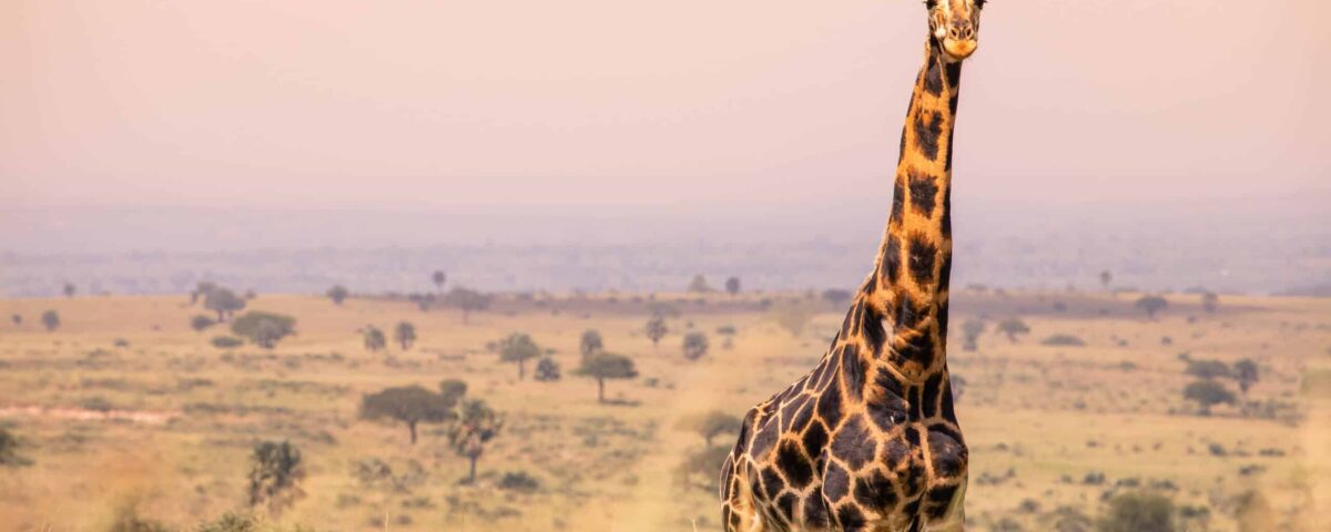 11 Days Uganda Holiday Safari Wildlife Experience