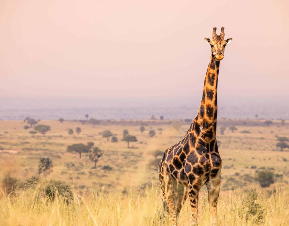11 Days Uganda Holiday Safari Wildlife Experience
