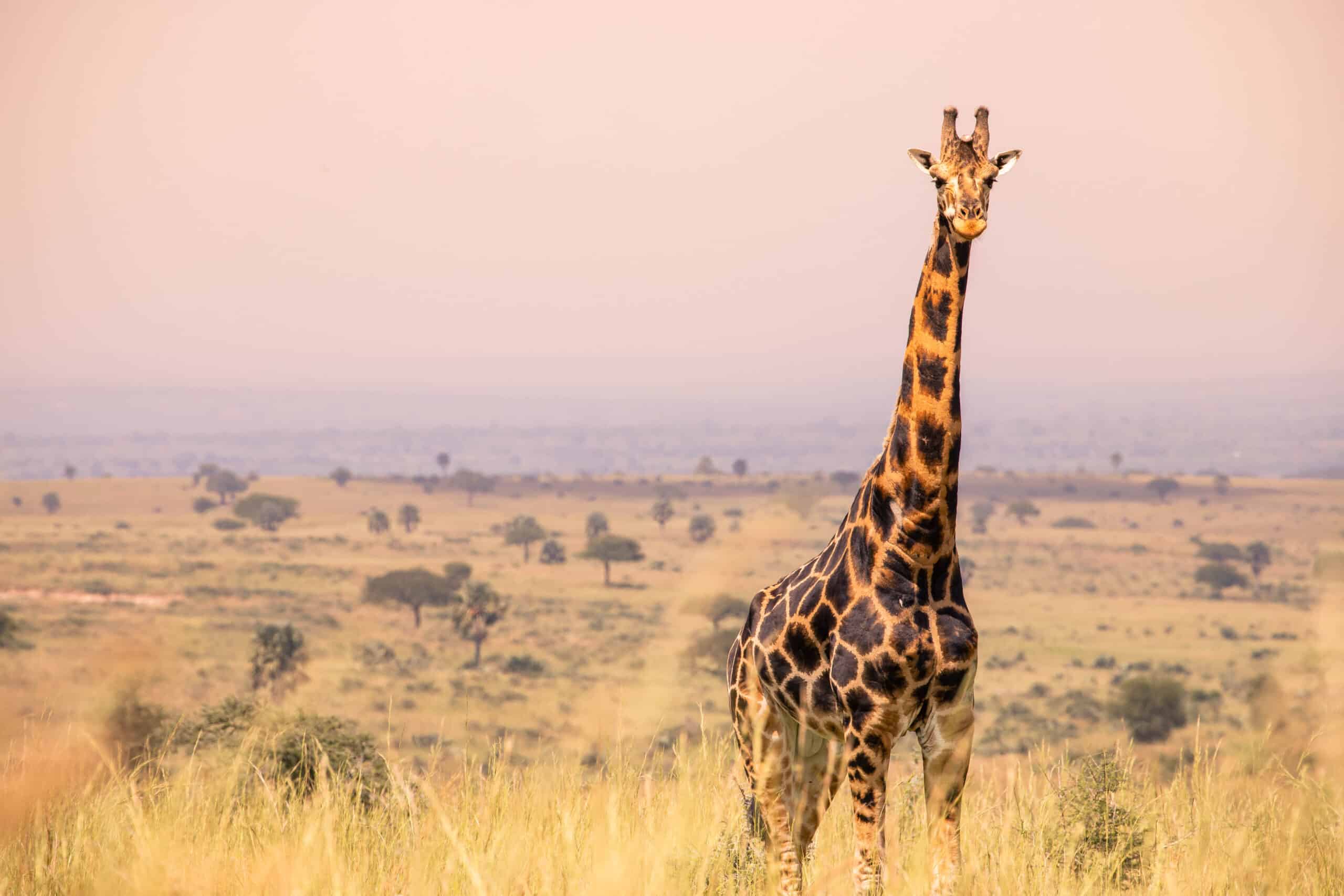 11 Days Uganda Holiday Safari Wildlife Experience
