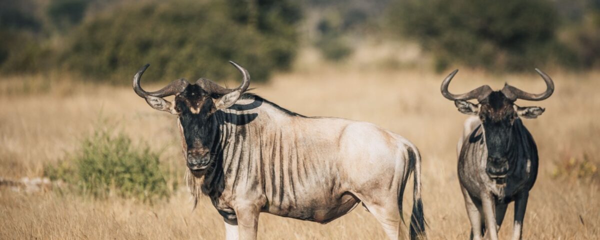 12-Day Tanzania Wildlife Safari