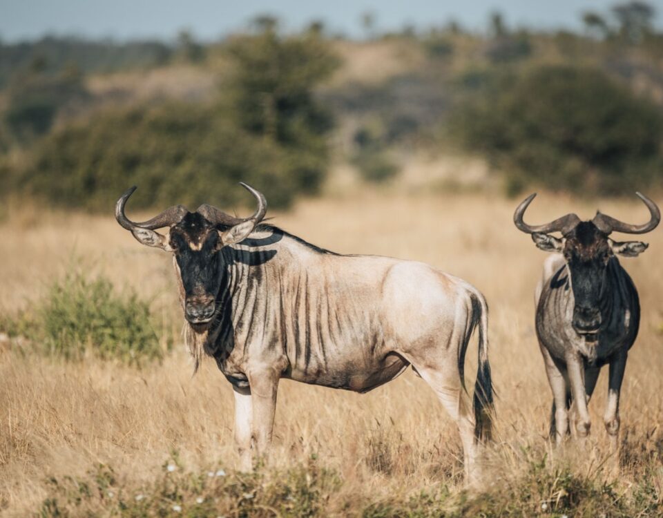 12-Day Tanzania Wildlife Safari