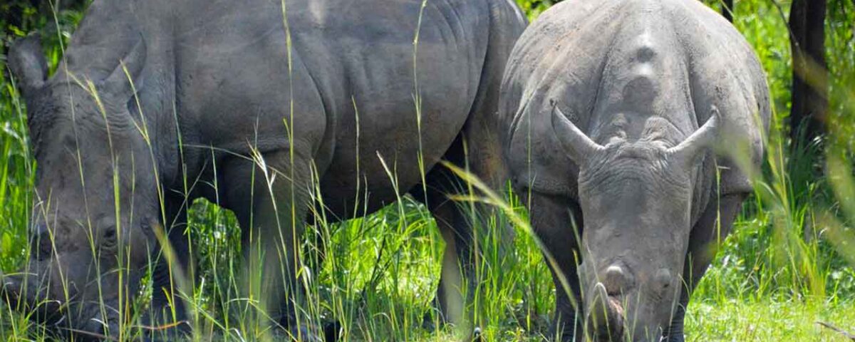 3 Days Murchison Uganda Big Five Safari