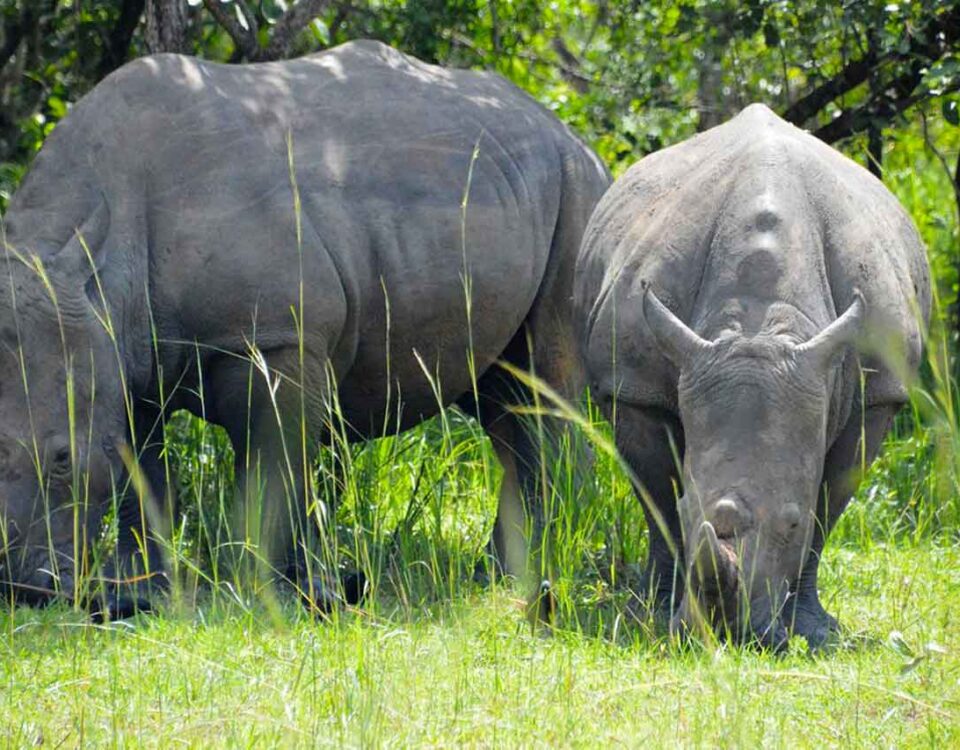 3 Days Murchison Uganda Big Five Safari