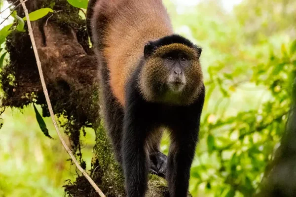 3 Days Rwanda Golden Monkey & Gorilla Trekking Safari. Golden Monkey Safaris