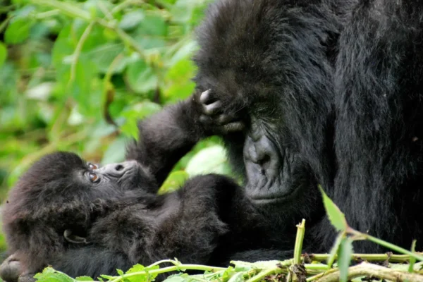 3 Days Uganda Gorilla Trekking Safari from Kigali City
