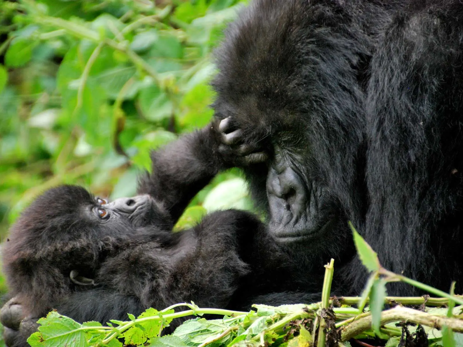 3 Days Uganda Gorilla Trekking Safari from Kigali City