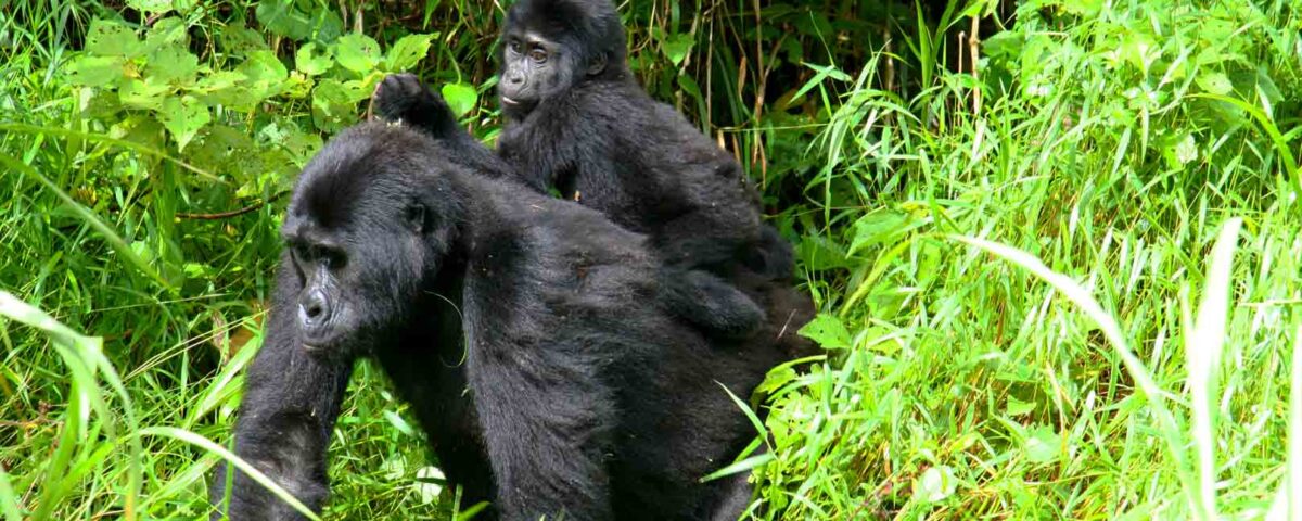 3 Days Rwanda Gorilla Trekking Safari