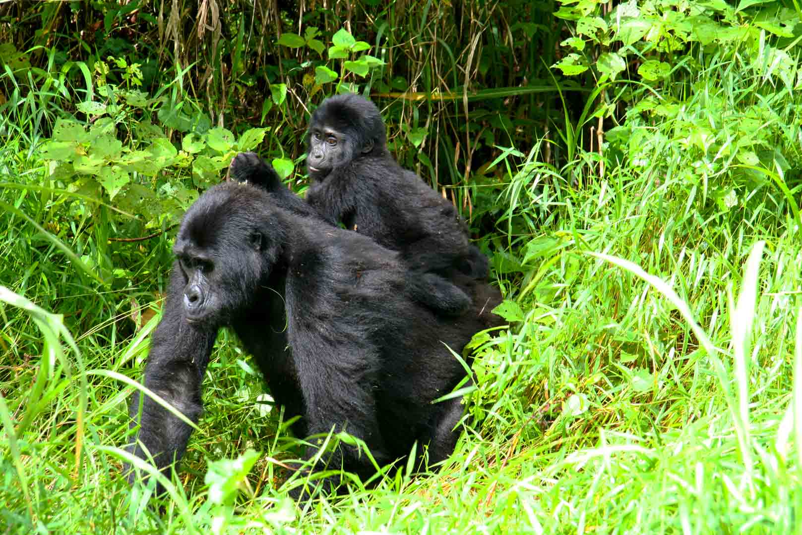 3 Days Rwanda Gorilla Trekking Safari