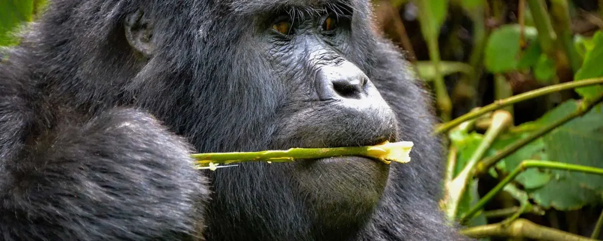 9 Days Rwanda Safari Experience