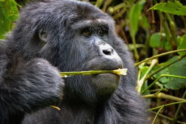 9 Days Rwanda Safari Experience 9 Days Rwanda Safari Experience