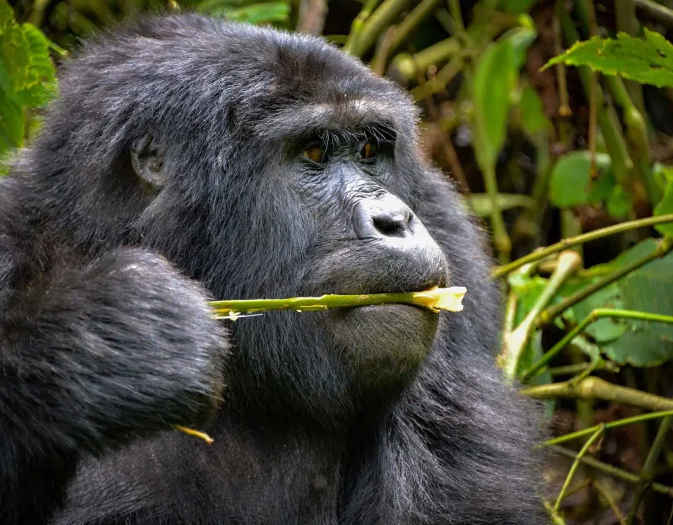 9 Days Rwanda Safari Experience