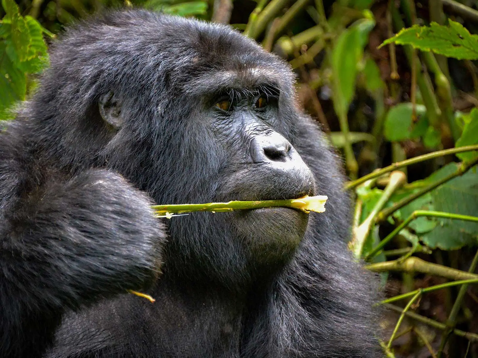 9 Days Rwanda Safari Experience