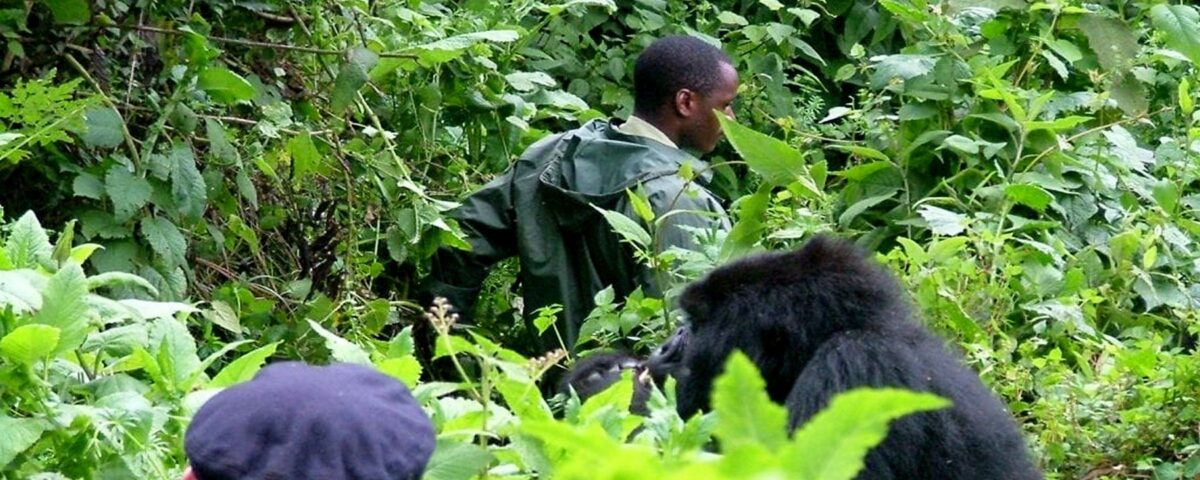4-Day Rwanda Gorillas & Chimps Tracking Tour