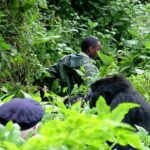 4-Day Rwanda Gorillas & Chimps Tracking Tour