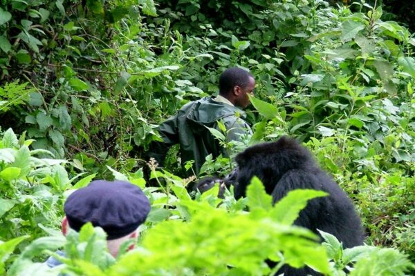 4-Day Rwanda Gorillas & Chimps Tracking Tour