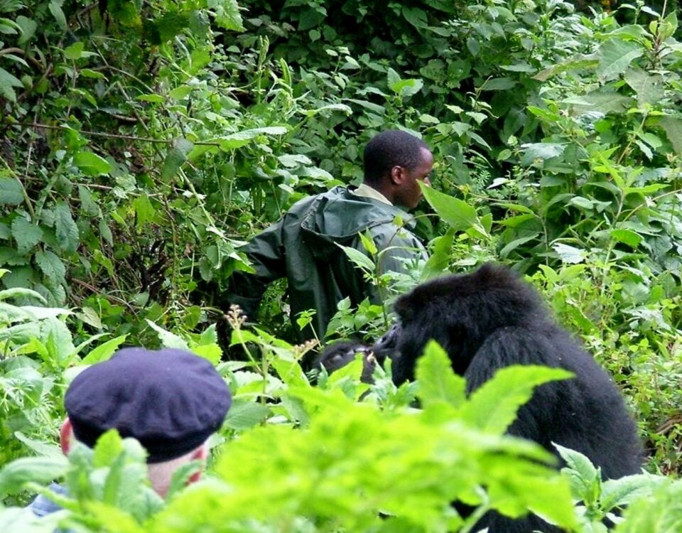 4-Day Rwanda Gorillas & Chimps Tracking Tour