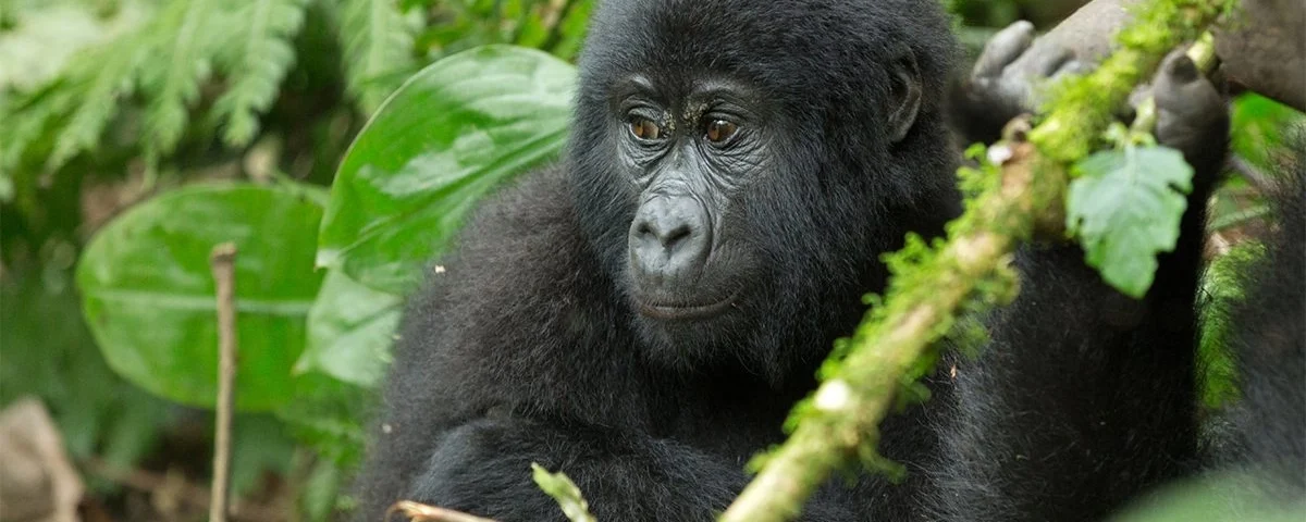 4 Days Bwindi Uganda Gorilla Trekking Safari