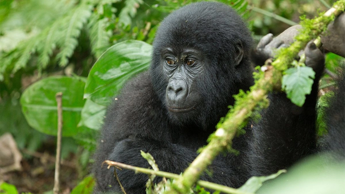 4 Days Bwindi Uganda Gorilla Trekking Safari