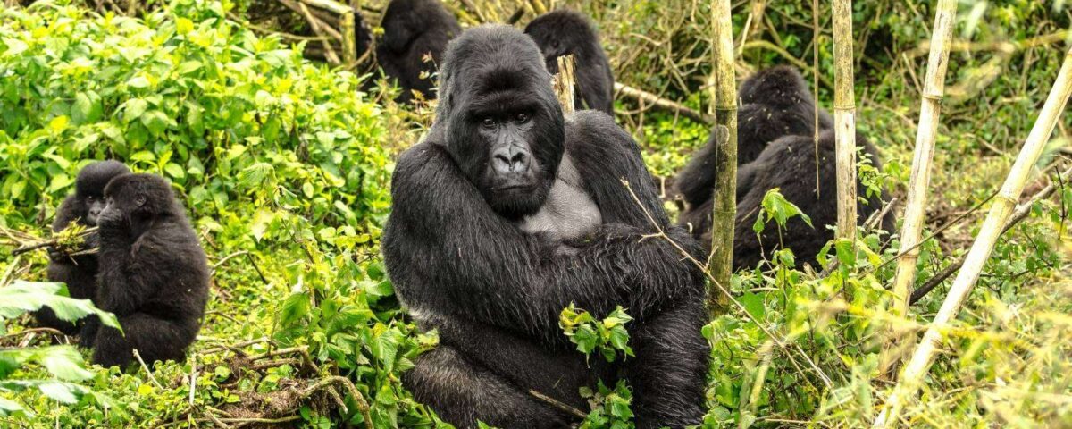 4 Days Rwanda Gorilla Trekking and Cultural Safari