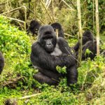 4 Days Rwanda Gorilla Trekking and Cultural Safari