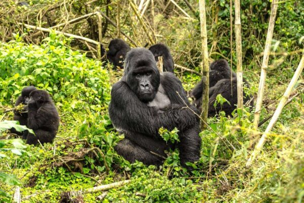4 Days Rwanda Gorilla Trekking and Cultural Safari. 4 Days Rwanda Gorilla Trekking and Cultural Safari