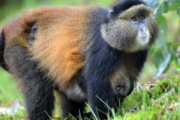 4 Days Uganda Gorilla Trekking and Rwanda Golden 4 Days Uganda Gorilla Trekking and Rwanda Golden Monkey Tracking Safari