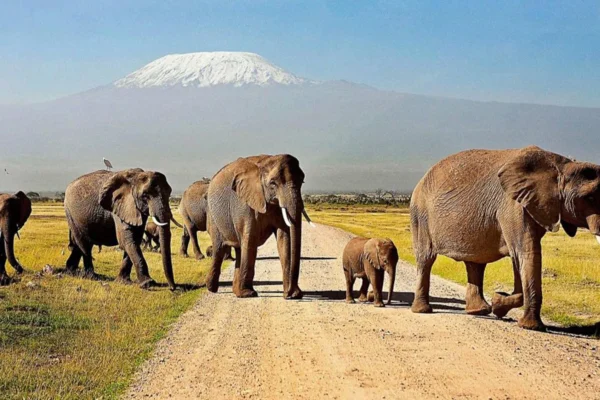 5 Days Amboseli and Tsavo Safari Experience