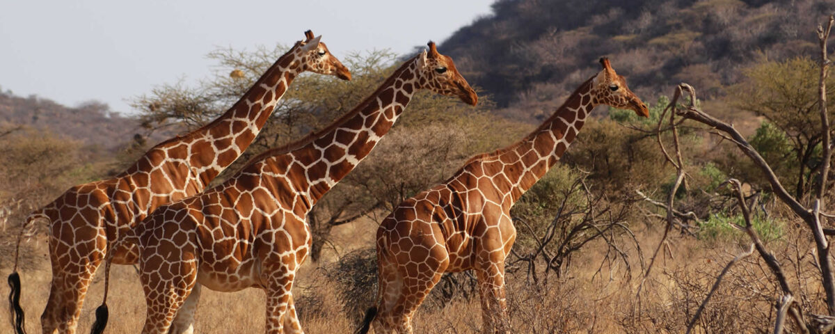 5 Days Samburu Wildlife Safari
