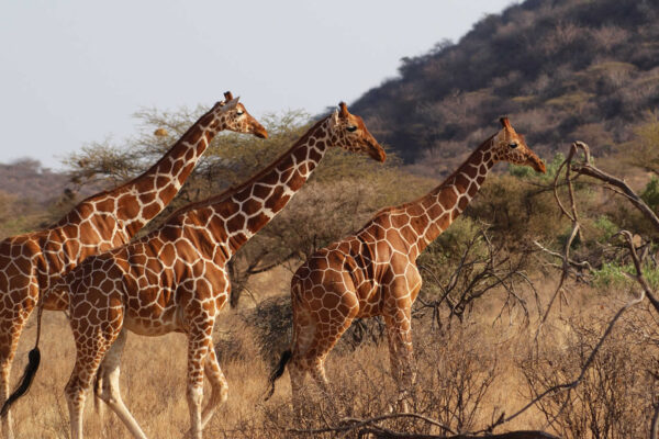5 Days Samburu Wildlife Safari