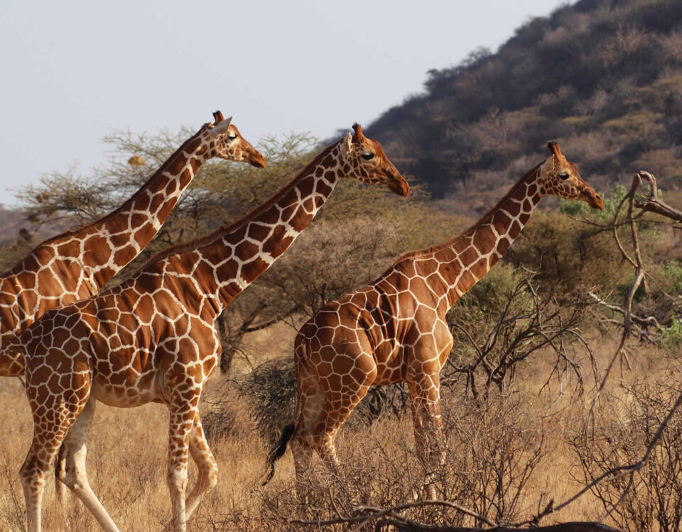 5 Days Samburu Wildlife Safari