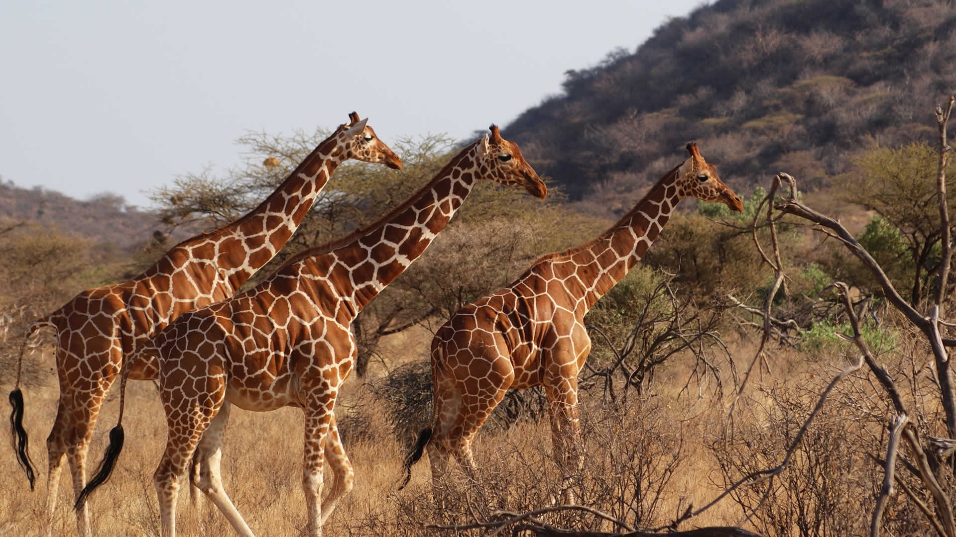 5 Days Samburu Wildlife Safari