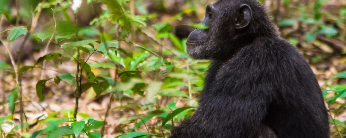 5 Days Uganda Chimpanzee and Gorilla Trekking Safari