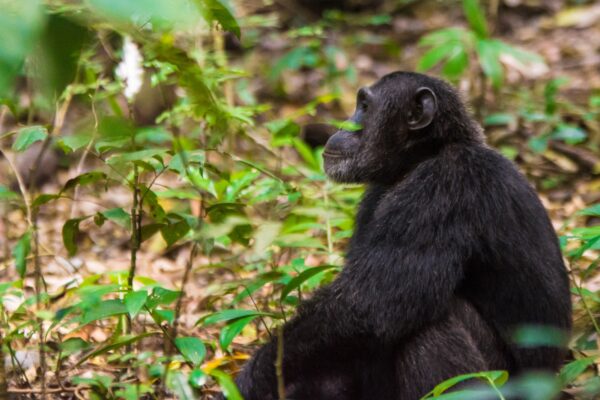5 Days Uganda Chimpanzee and Gorilla Trekking Safari