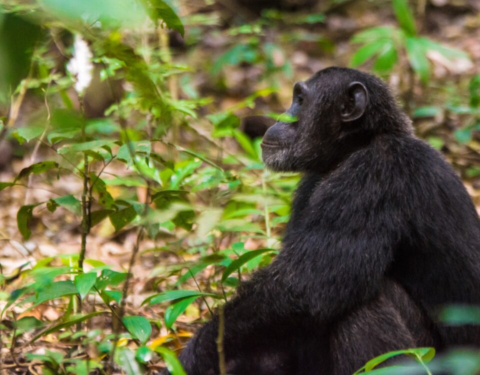5 Days Uganda Chimpanzee and Gorilla Trekking Safari