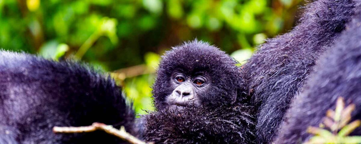 5 Days Uganda Primate Habituation Safari