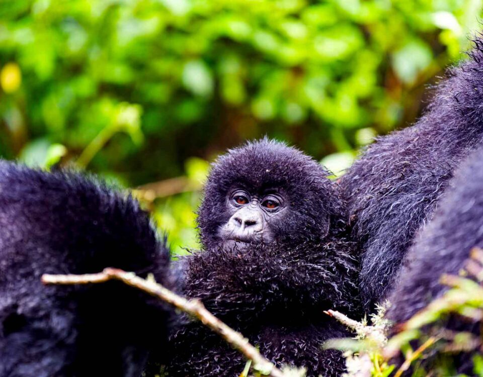 5 Days Uganda Primate Habituation Safari