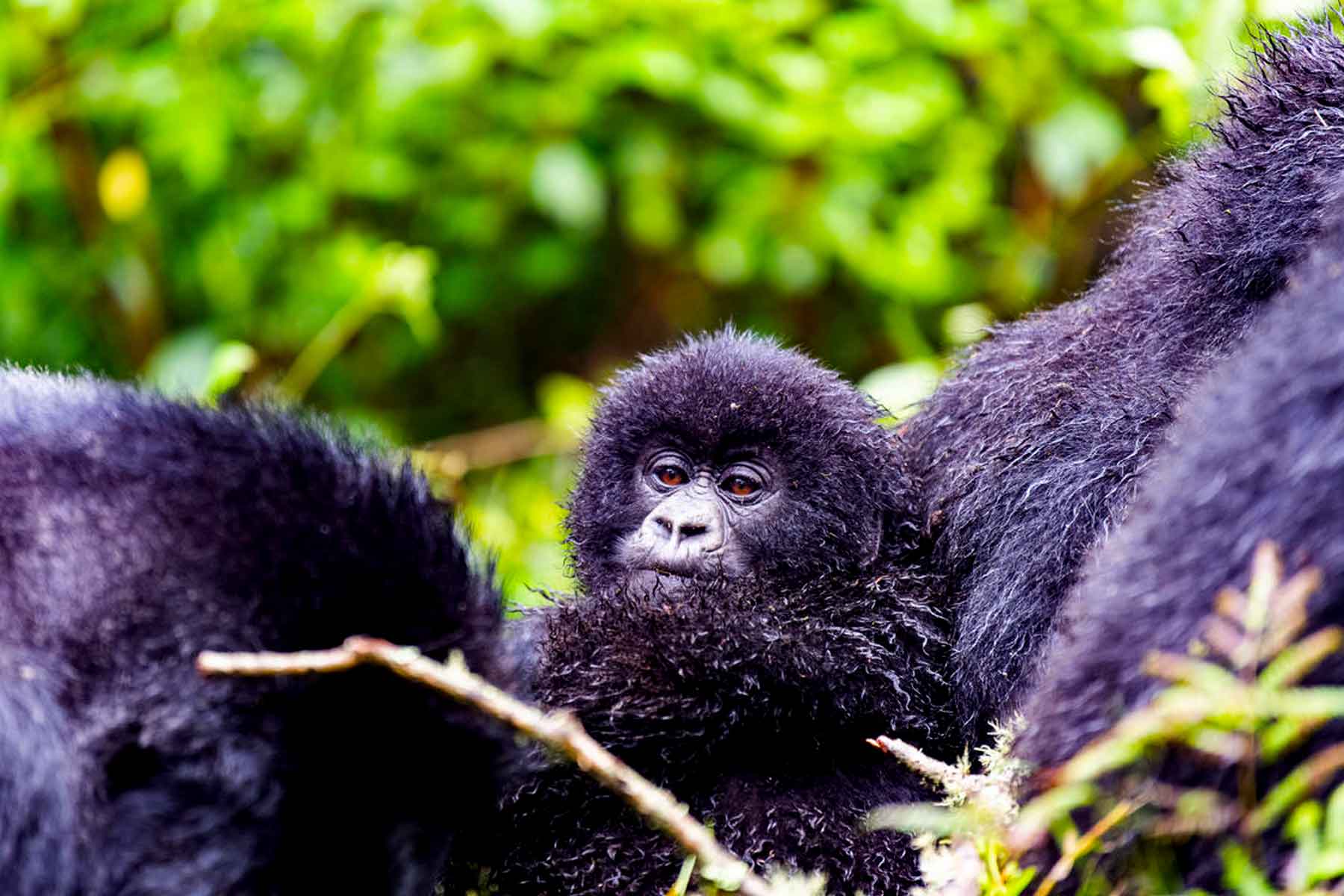 5 Days Uganda Primate Habituation Safari