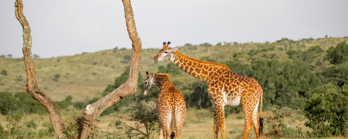 5 Days Uganda & Rwanda Safari- Primate &Wildlife Holiday Adventure