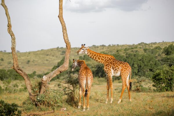 5 Days Uganda & Rwanda Safari- Primate &Wildlife Holiday Adventure