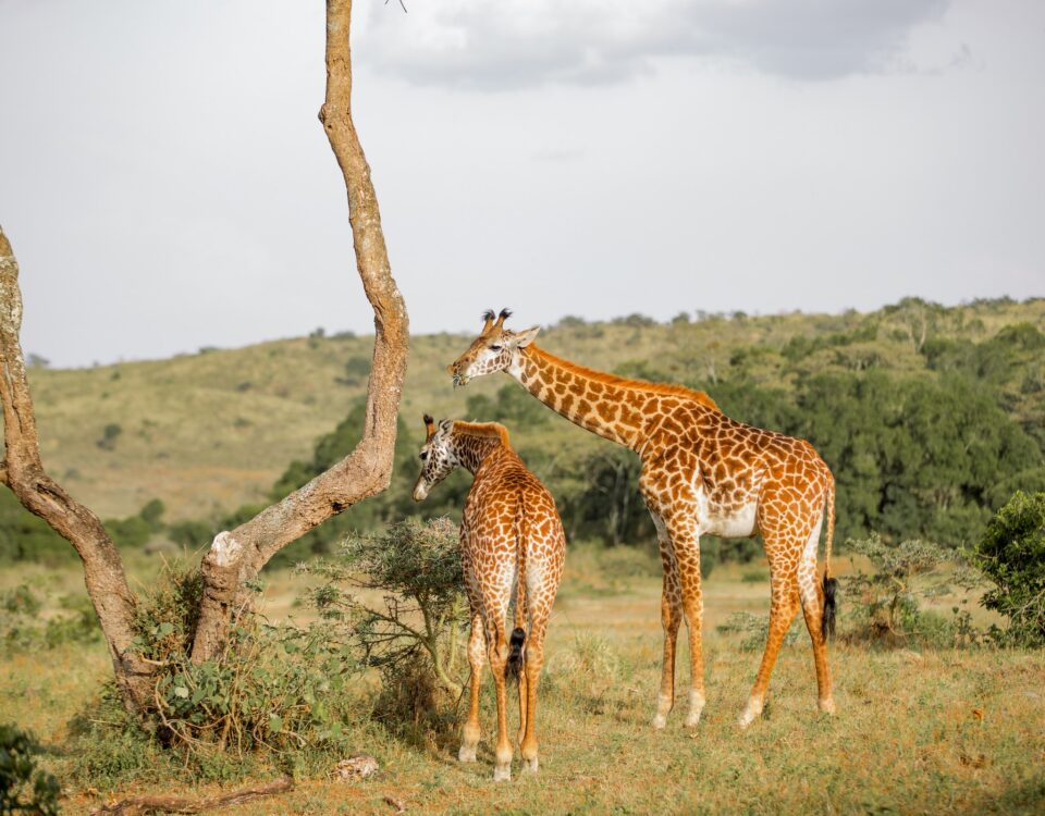 5 Days Uganda & Rwanda Safari- Primate &Wildlife Holiday Adventure
