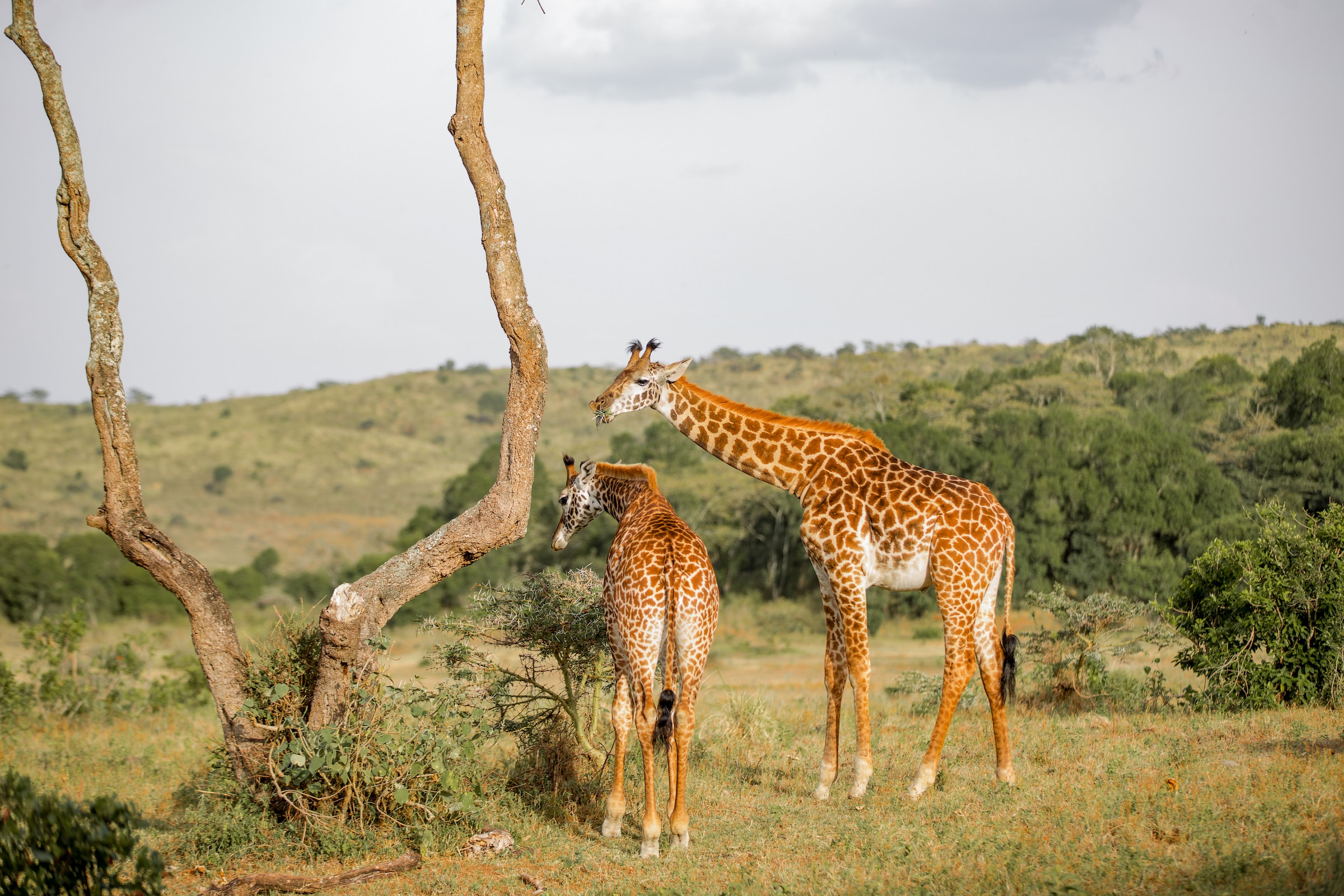 5 Days Uganda & Rwanda Safari- Primate &Wildlife Holiday Adventure