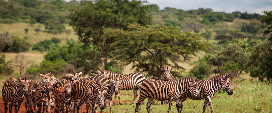 5 Days Uganda Wildlife Classic Safaris Holiday Tour