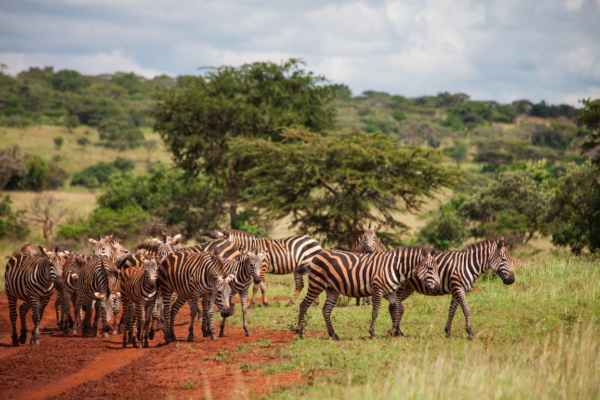 5 Days Uganda Wildlife Classic Safaris Holiday Tour