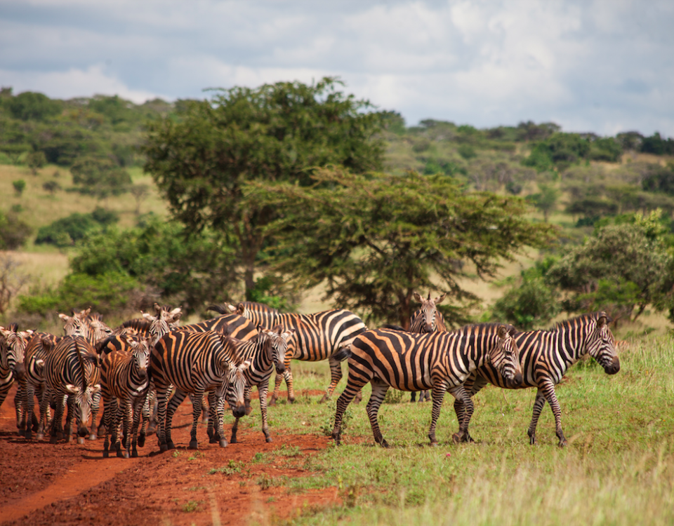 5 Days Uganda Wildlife Classic Safaris Holiday Tour